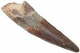 Spinosaurus Tooth With Bite Mark - Real Dinosaur Tooth #209783-1